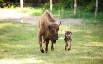 Si chiama come la Regina Elisabetta la ‘bisontina’ nata al Parco Natura Viva di Bussolengo