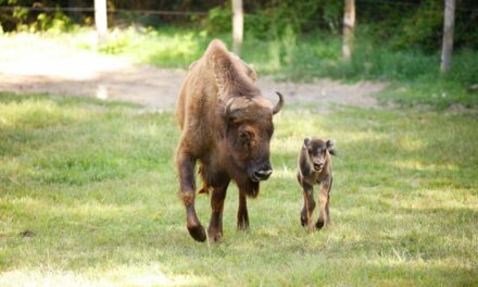 Si chiama come la Regina Elisabetta la ‘bisontina’ nata al Parco Natura Viva di Bussolengo