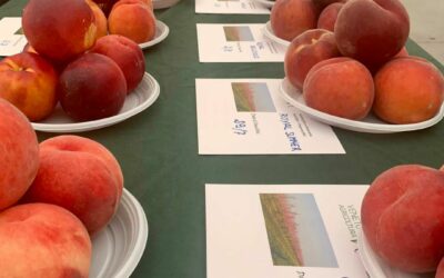 Inaugurata al Mercato ortofrutticolo di Sommacampagna e Sona la mostra delle pesche nettarine