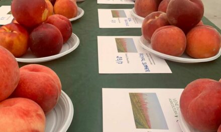 Inaugurata al Mercato ortofrutticolo di Sommacampagna e Sona la mostra delle pesche nettarine