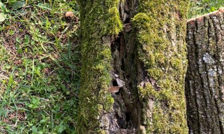 Valeggio ha cura dei propri alberi. Un patrimonio da conservare per la salute e per l’ambiente