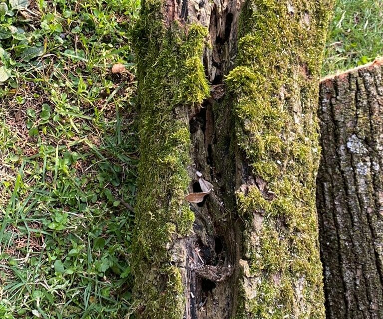 Valeggio ha cura dei propri alberi. Un patrimonio da conservare per la salute e per l’ambiente