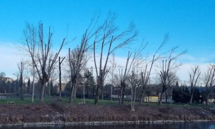 Il comune di Valeggio spiega la potatura dei cipressi di Punta Borghetto