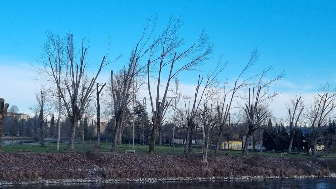 Il comune di Valeggio spiega la potatura dei cipressi di Punta Borghetto