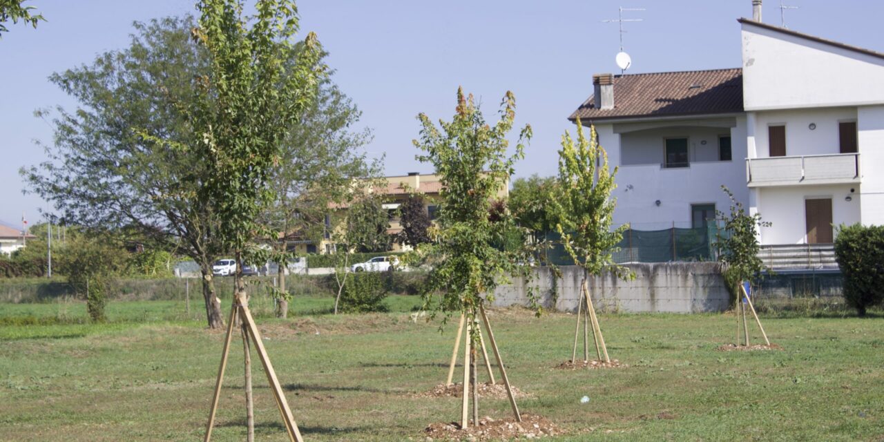 Villafranca. “Isole boschive” nelle zone più trafficate per l’assorbimento di anidride carbonica e polveri sottili