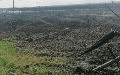 Maltempo, tromba d’aria a Villafranca, Quaderni e Valeggio. Ingenti i danni