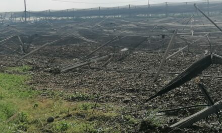 Maltempo, tromba d’aria a Villafranca, Quaderni e Valeggio. Ingenti i danni