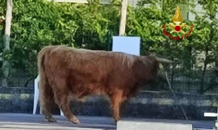 “Encierro” a Lazise, un toro scappa per strada seminando il panico. Catturato in serata dai Vigili del fuoco