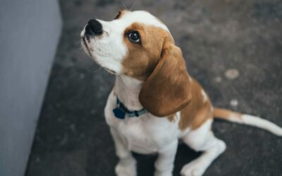 Sequestrati 25 fra cani e scimmie ai laboratori Aptuit in Borgo Roma