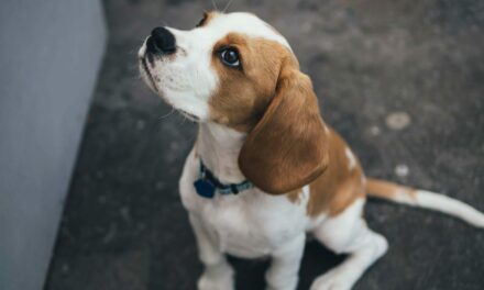 Sequestrati 25 fra cani e scimmie ai laboratori Aptuit in Borgo Roma