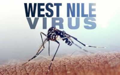 West Nile Virus, primo caso sospetto a Villafranca